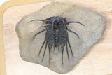 Crazy, Spiny Dicranurus Trilobite - Atchana, Morocco #381164-1